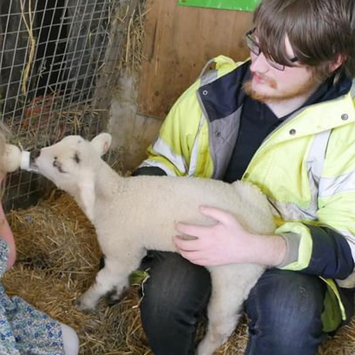 Adult in barn with a lamb during an SEN adult farming event in Dover Kent